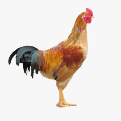 Hướng Dẫn Nuôi Gà Tàu Vàng Hướng Thịt