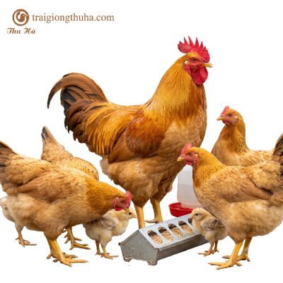 Hướng Dẫn Nuôi Gà Tàu Vàng Hướng Thịt
