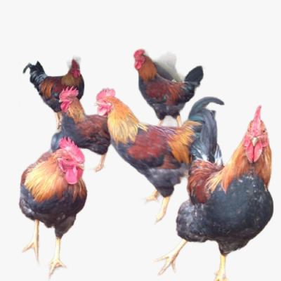 Mô Hình Nuôi Gà Chíp Cùng Phục Vụ Ngày Tết