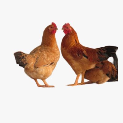 Kinh Nghiệm Chăn Nuôi Gà Lương Phượng Đẻ