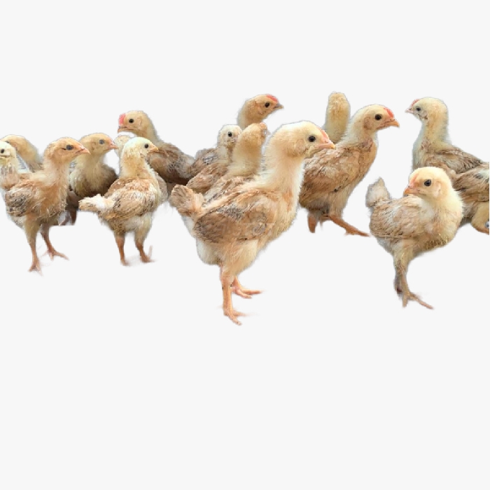Những Điều Cần Biết Khi Nuôi Gà Tàu Vàng