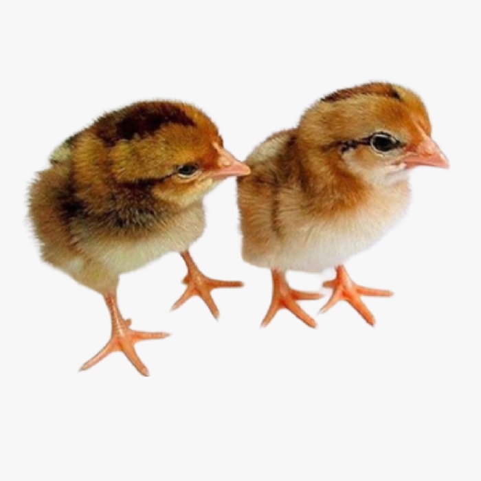 Kỹ Thuật Úm Gà Chíp Tàu