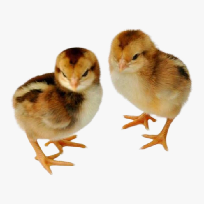 Gà Lương Phượng Giống Mới Nở