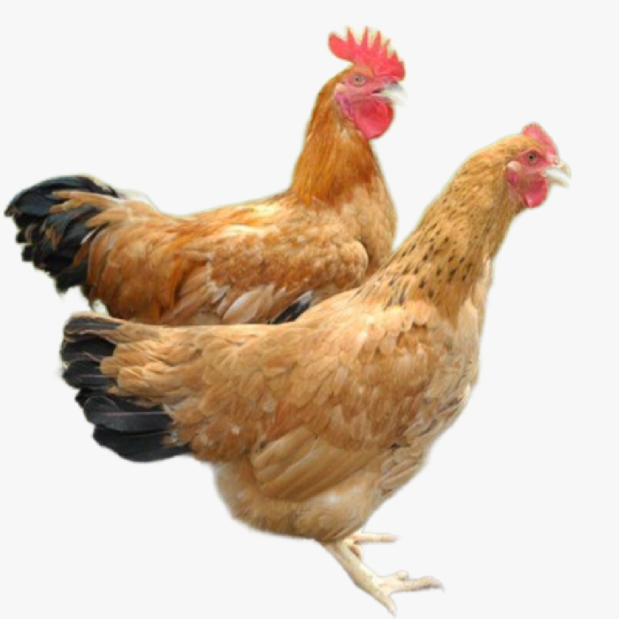 Gà Lương Phượng Bố Mẹ