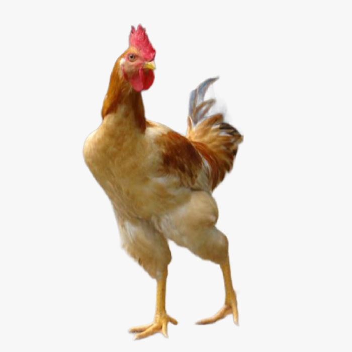 Gà Lương Phượng Lai