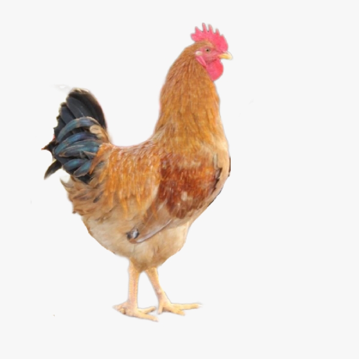 Kỹ Thuật Nuôi gà Lương Phượng