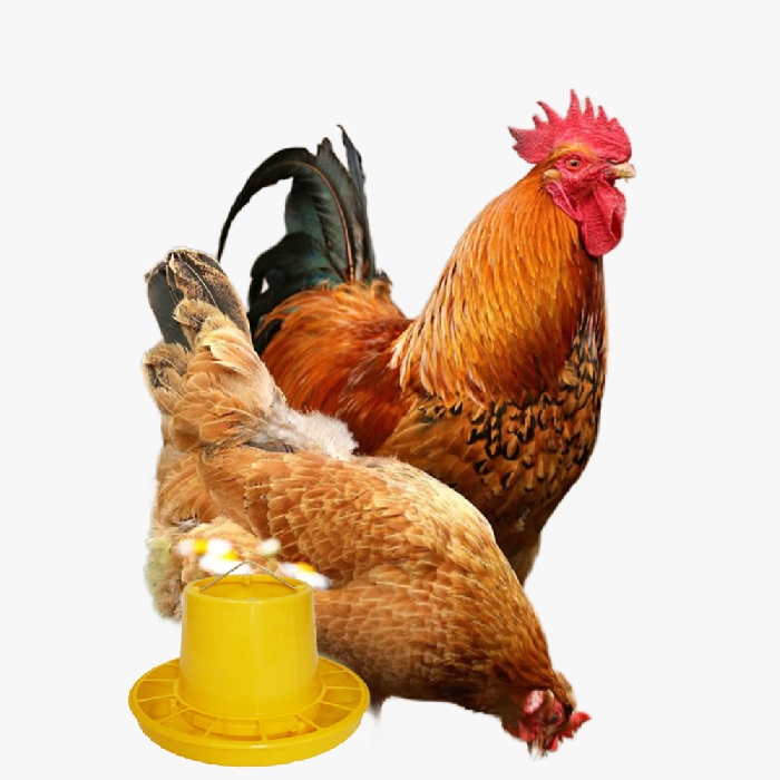 Gà Tam Hoàng Bố Mẹ