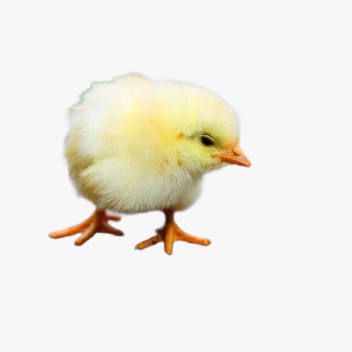 Kinh Nghiệm Nuôi Gà Tam Hoàng Giống